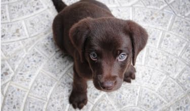 chocoladebruine labrador